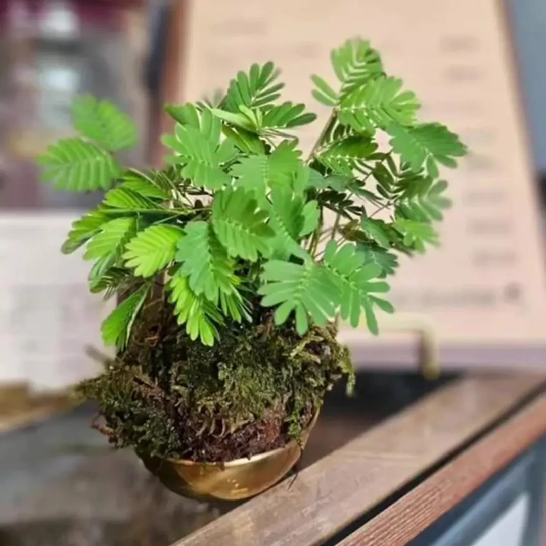 苔玉ワークショップ